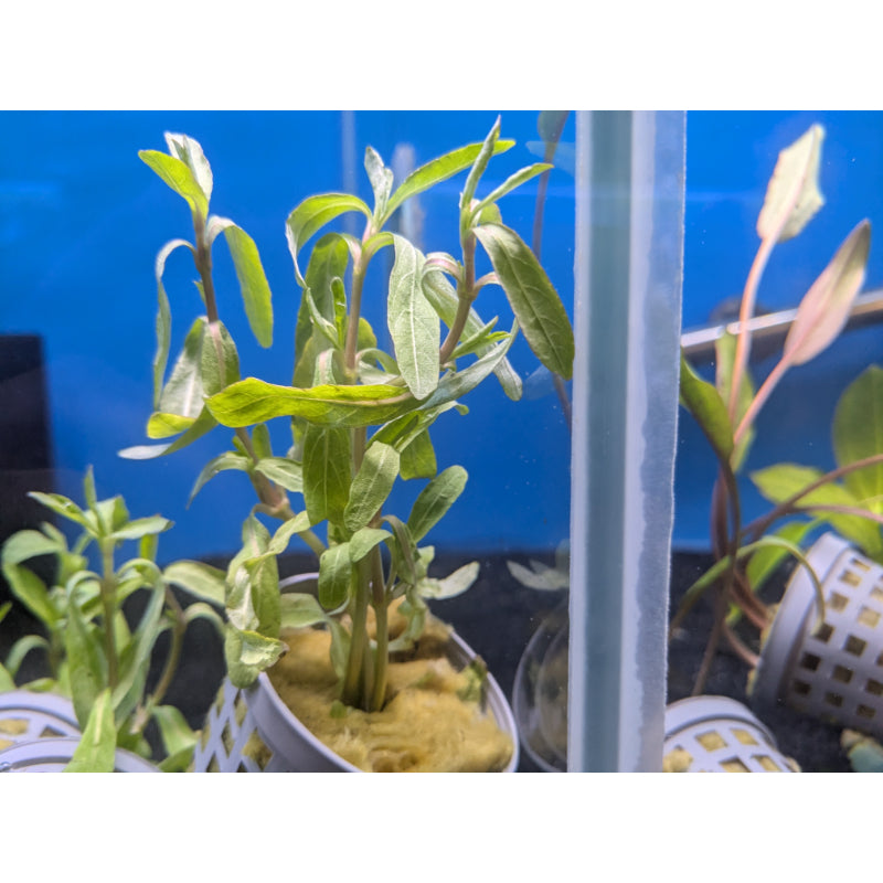 Tiger Polysperma