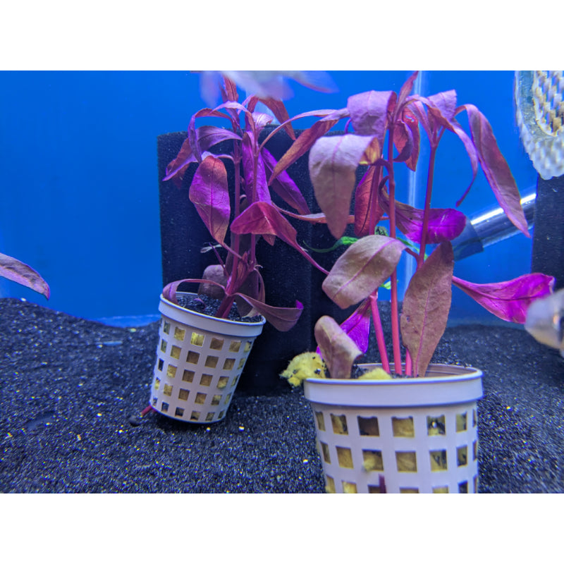 Beetroot Rubra