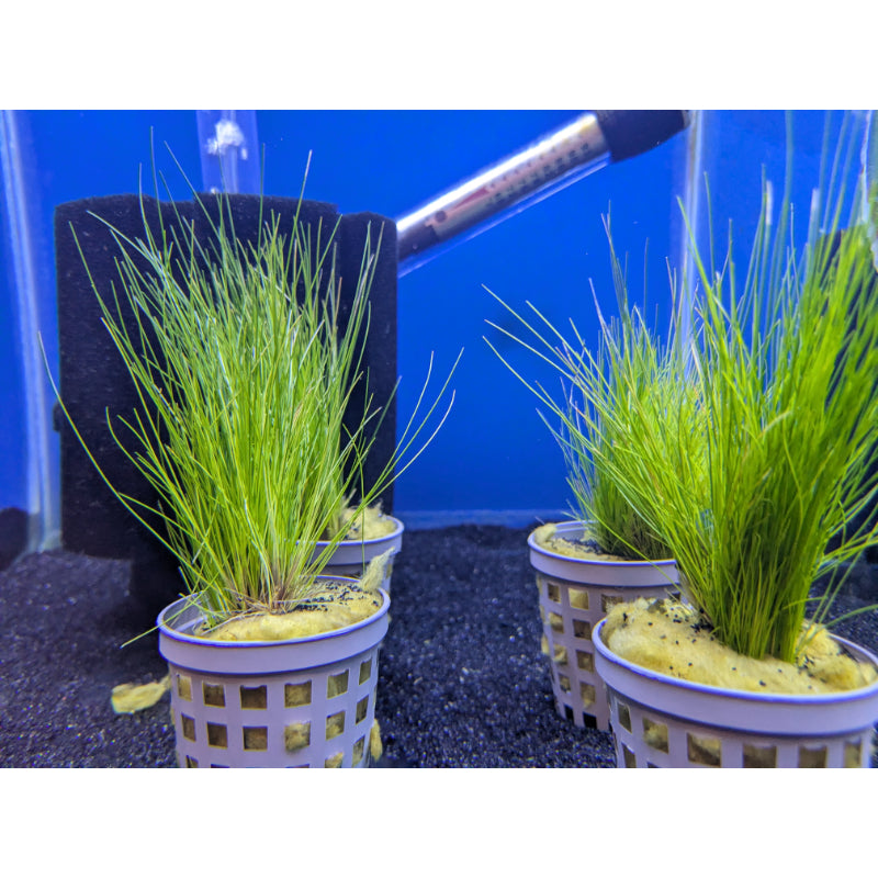 Hair Grass
