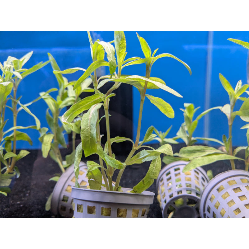 Tiger Polysperma