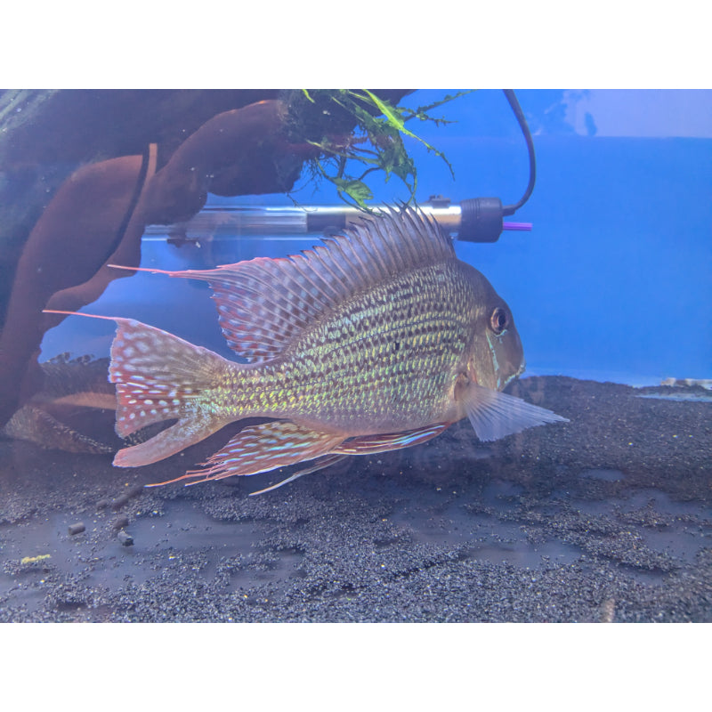 Geophagus Altifrons