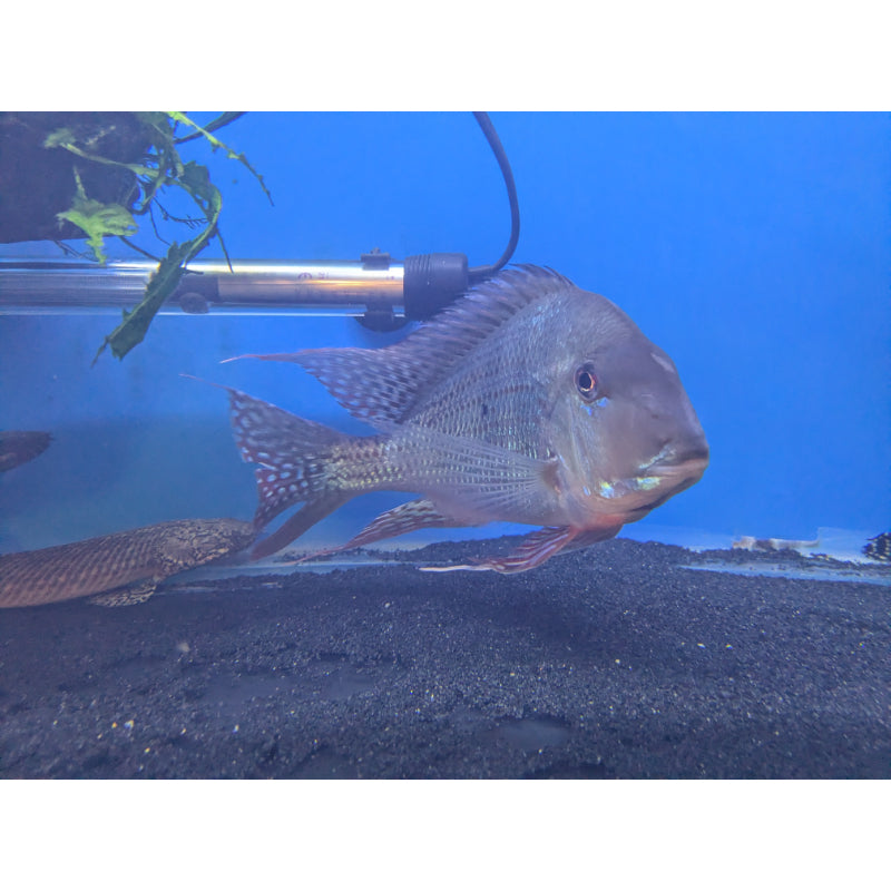 Geophagus Altifrons