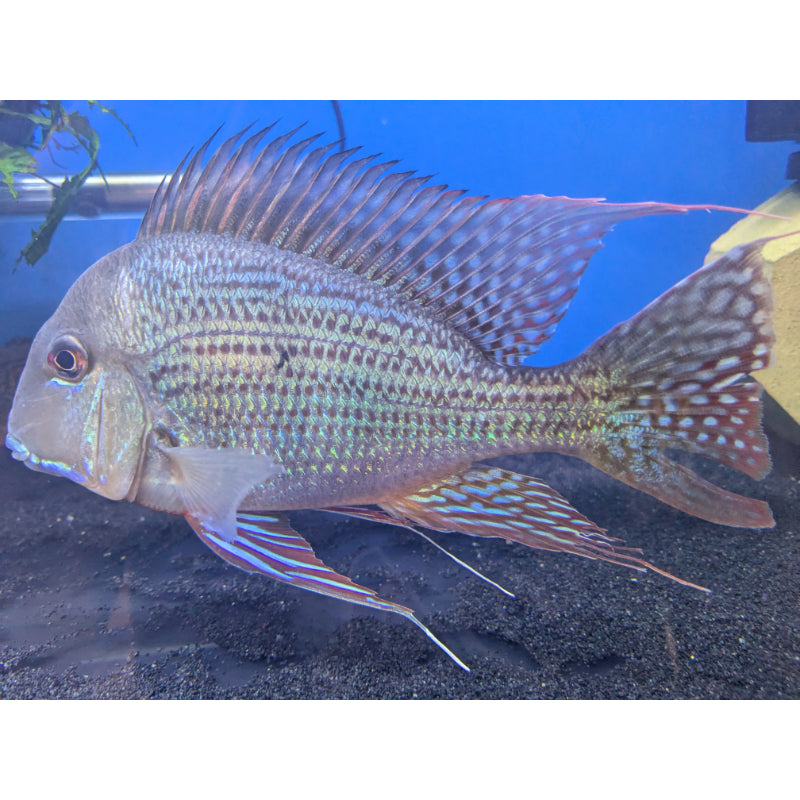 Geophagus Altifrons
