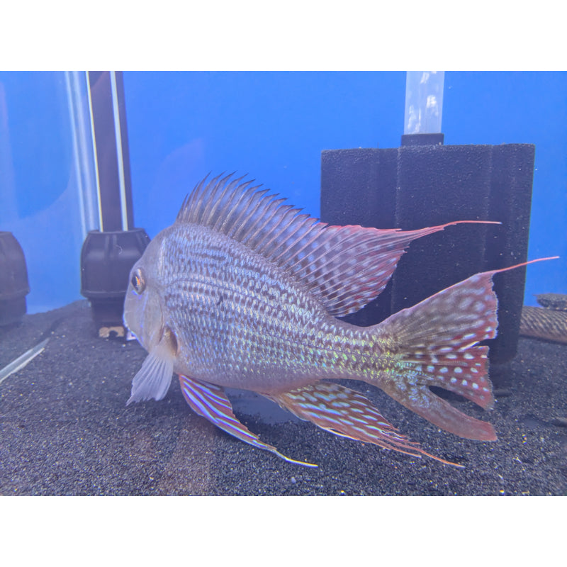 Geophagus Altifrons