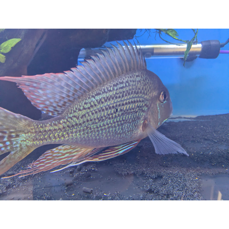 Geophagus Altifrons
