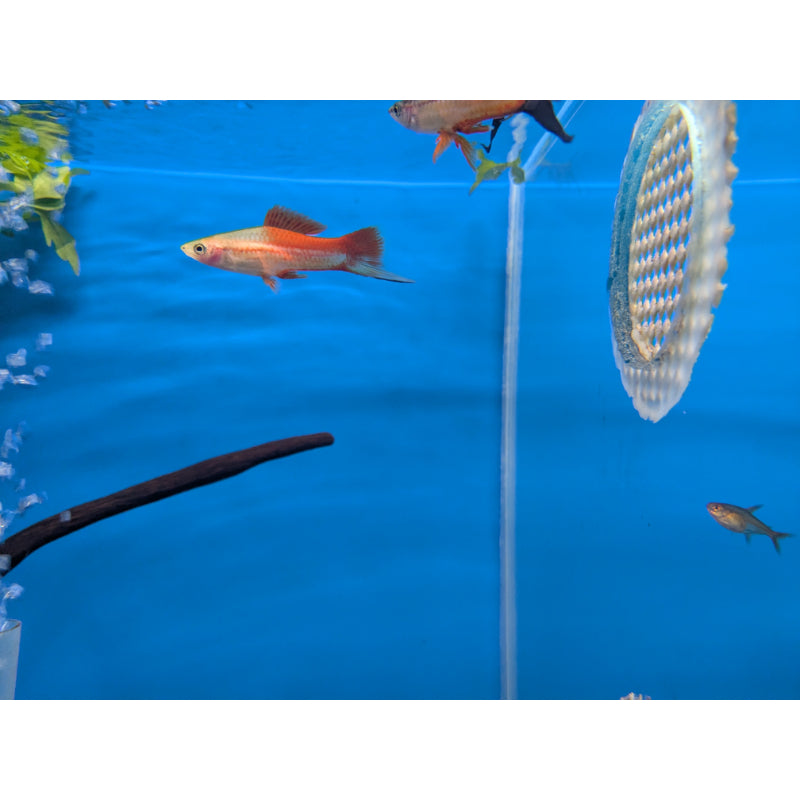 Pineapple Swordtail