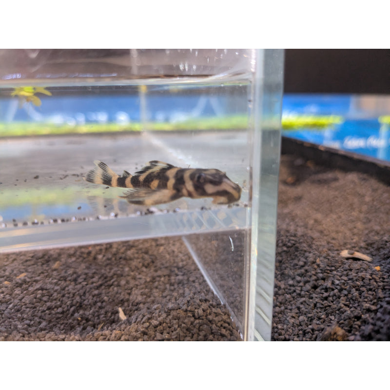 L168 Butterfly Pleco