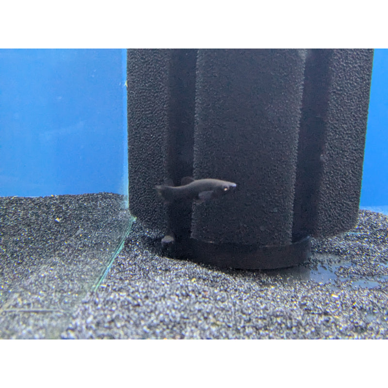 Black Molly