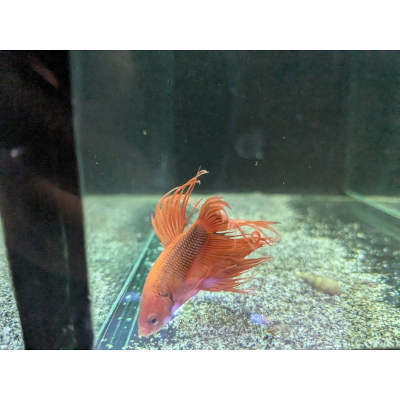 Red Crowntail Betta