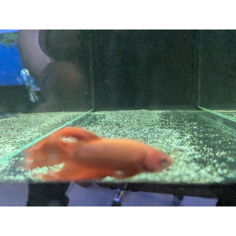 Red Crowntail Betta