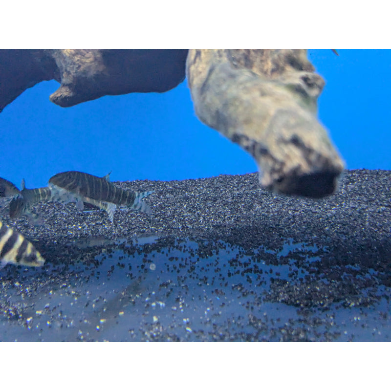 Zebra Loach Striata