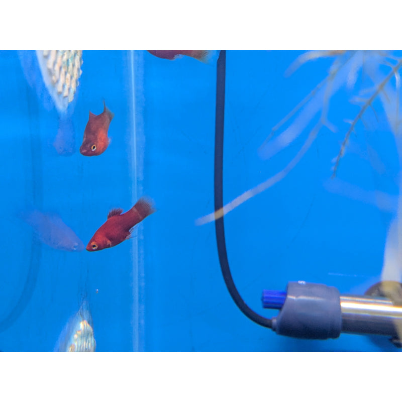 Red Coral Platy