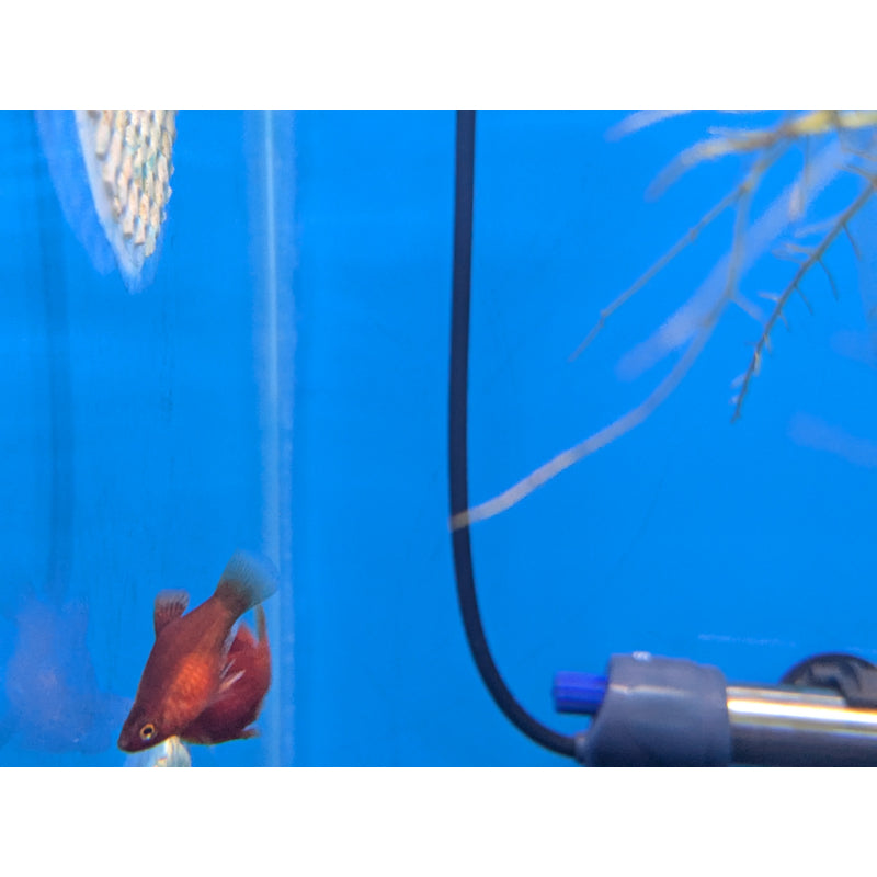 Red Coral Platy