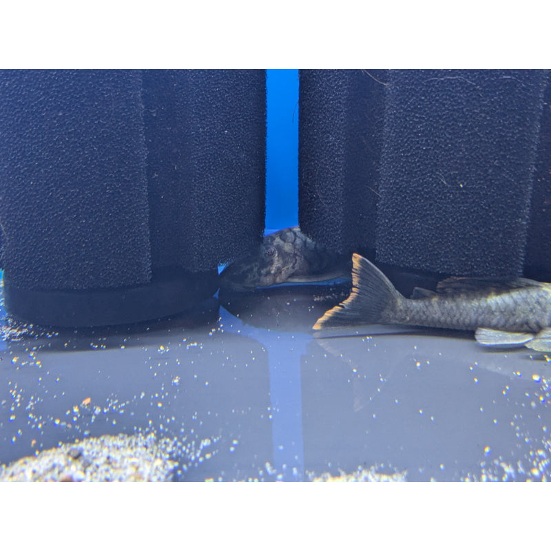 L106 Spotted Orange Seam Pleco