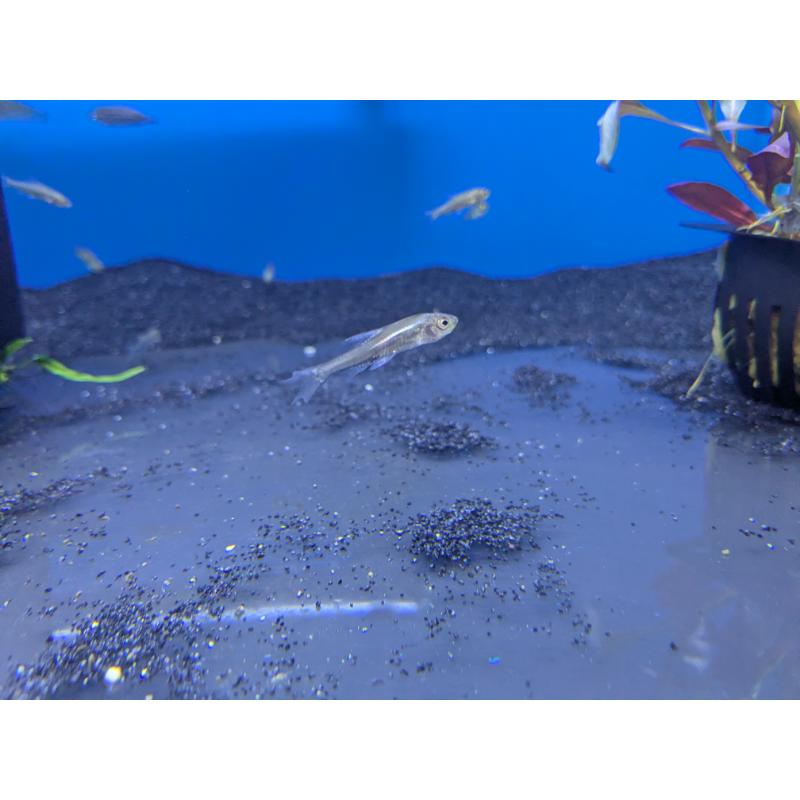 Rasbora Sawbwa