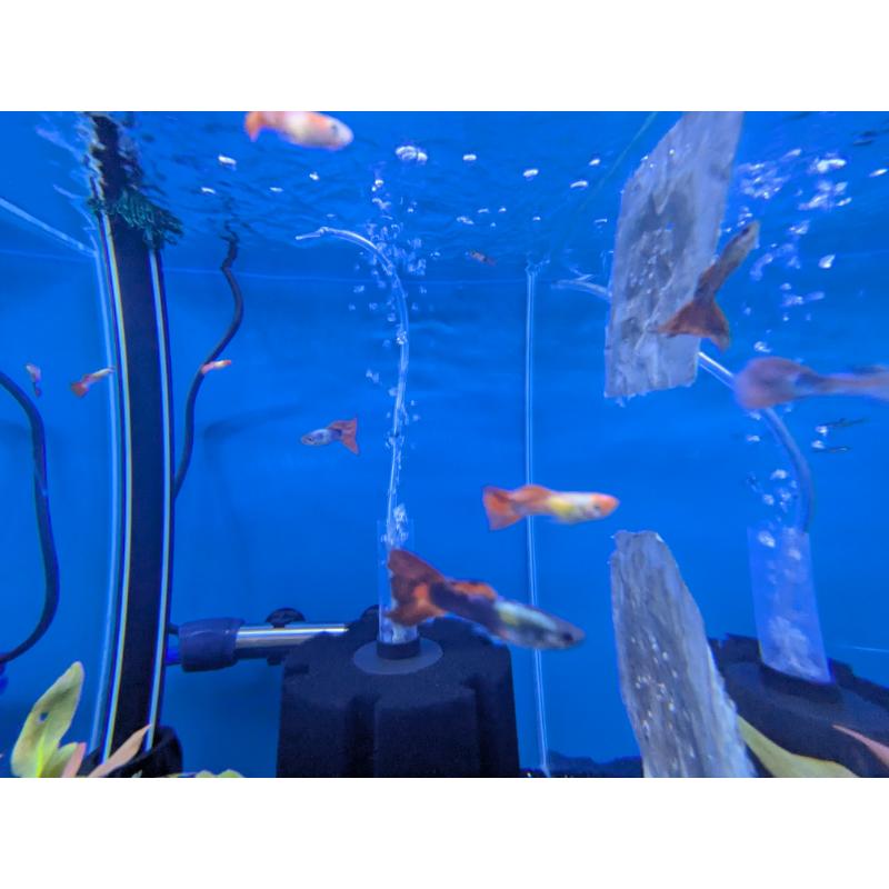 Assorted Guppy - Male