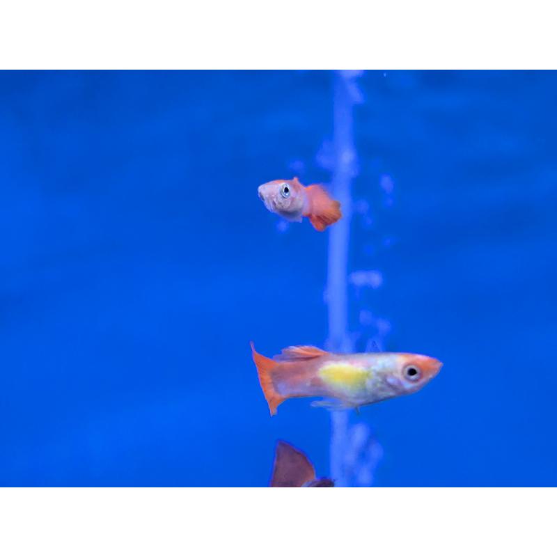 Assorted Guppy - Male