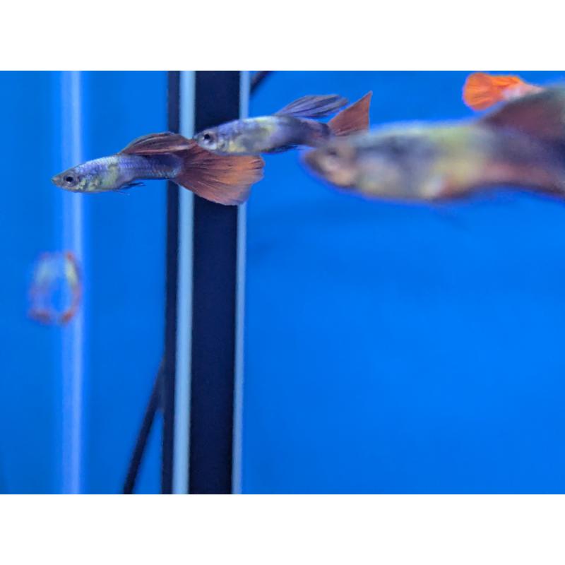 Assorted Guppy - Male