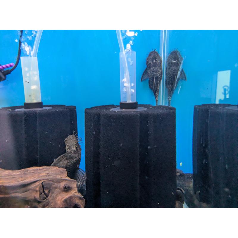 Large Common Bristlenose