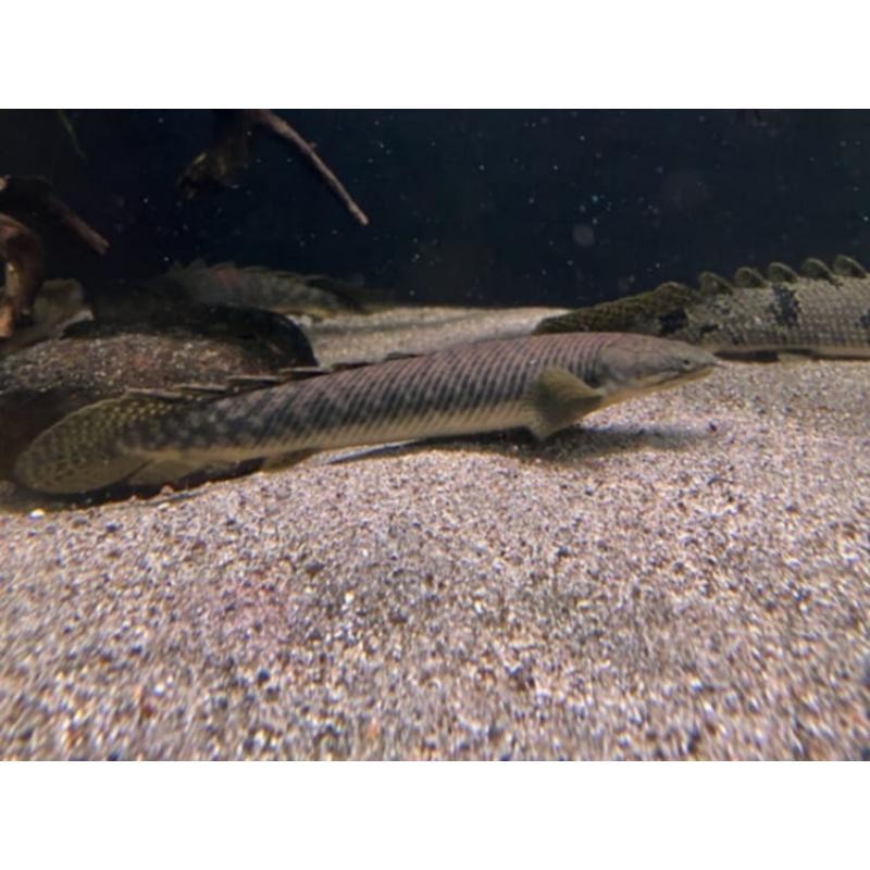 Palmas Bichir