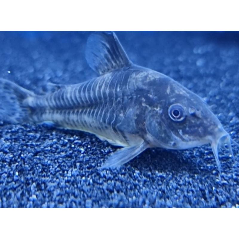 Paleatus Corydoras