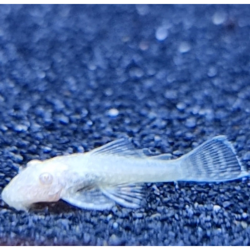 Red-Eye Gold Bristle Pleco