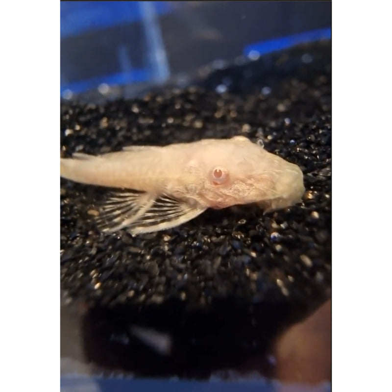 Red-Eye Gold Bristle Pleco