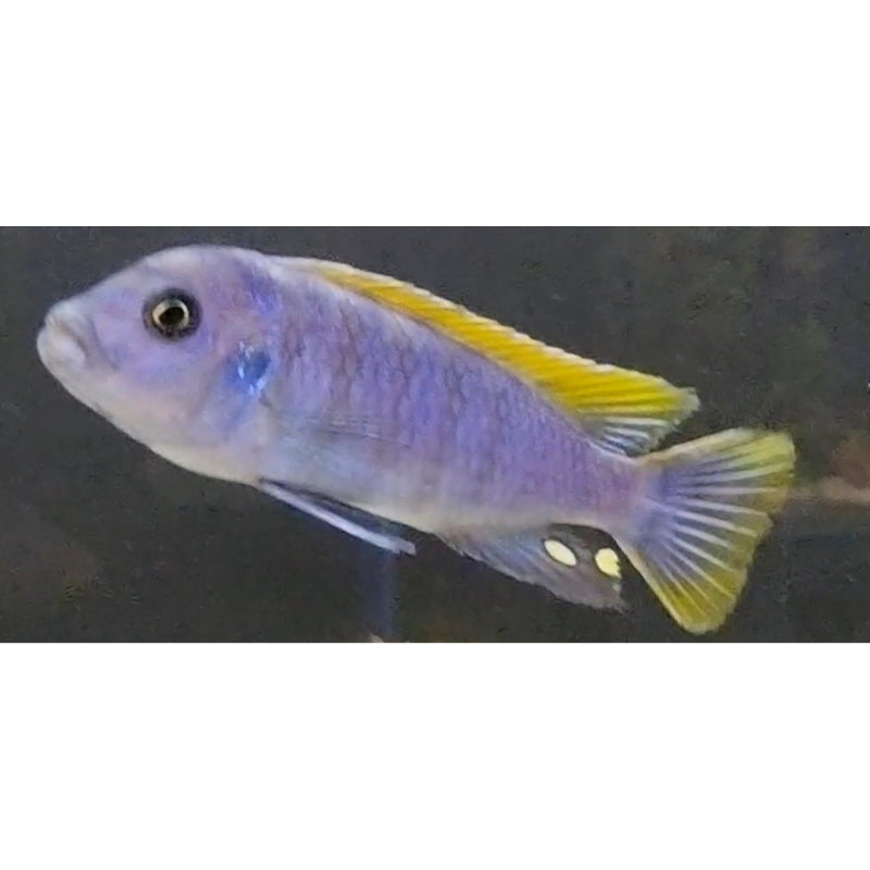 Red Top Likoma