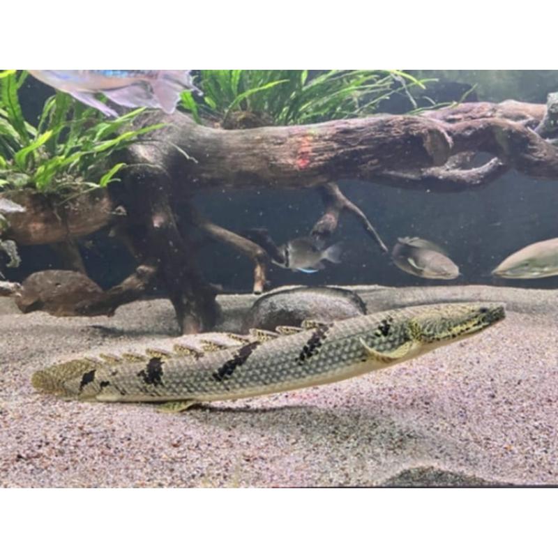Royal Delhezi Bichir