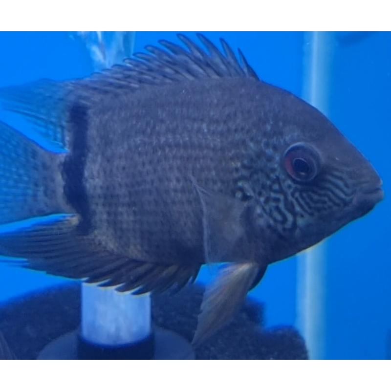 Banded Green Severum