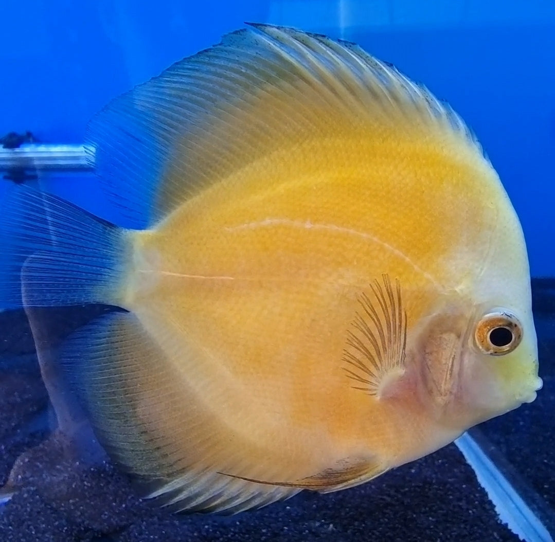 Golden Discus