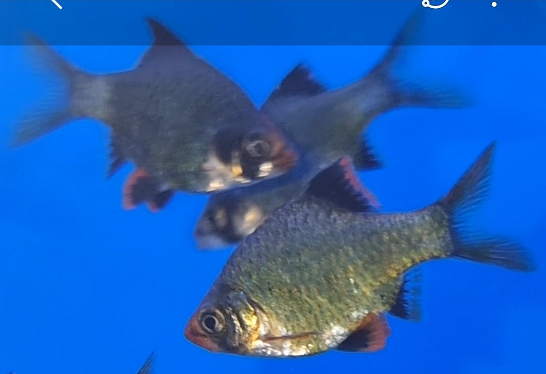 Green Tiger Barb