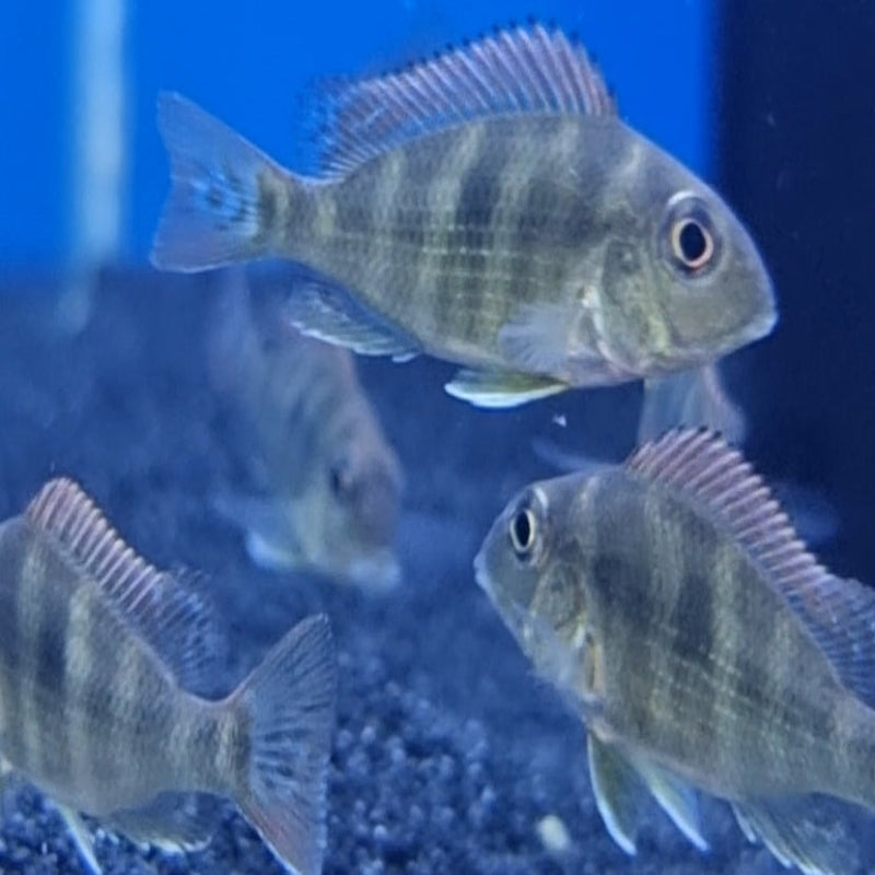 Geophagus Red Head Tapajos