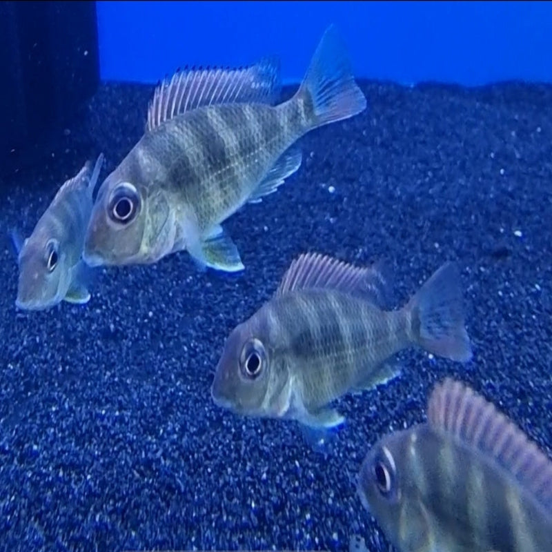 Geophagus Red Head Tapajos