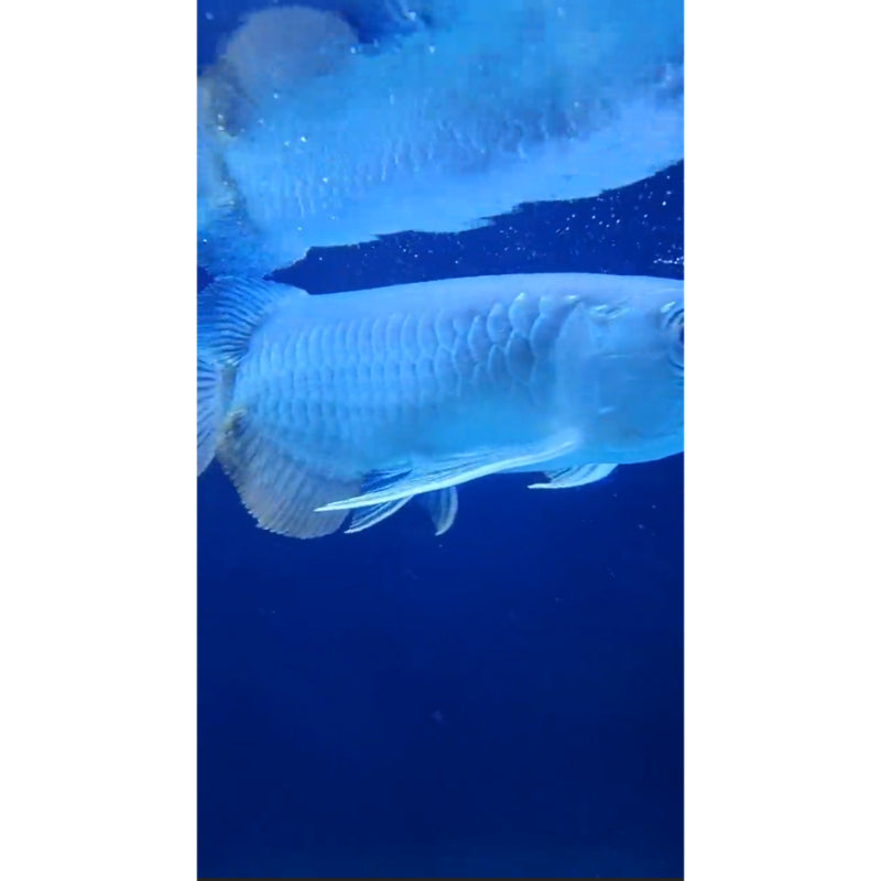 High-Back Arowana