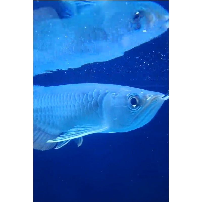 High-Back Arowana