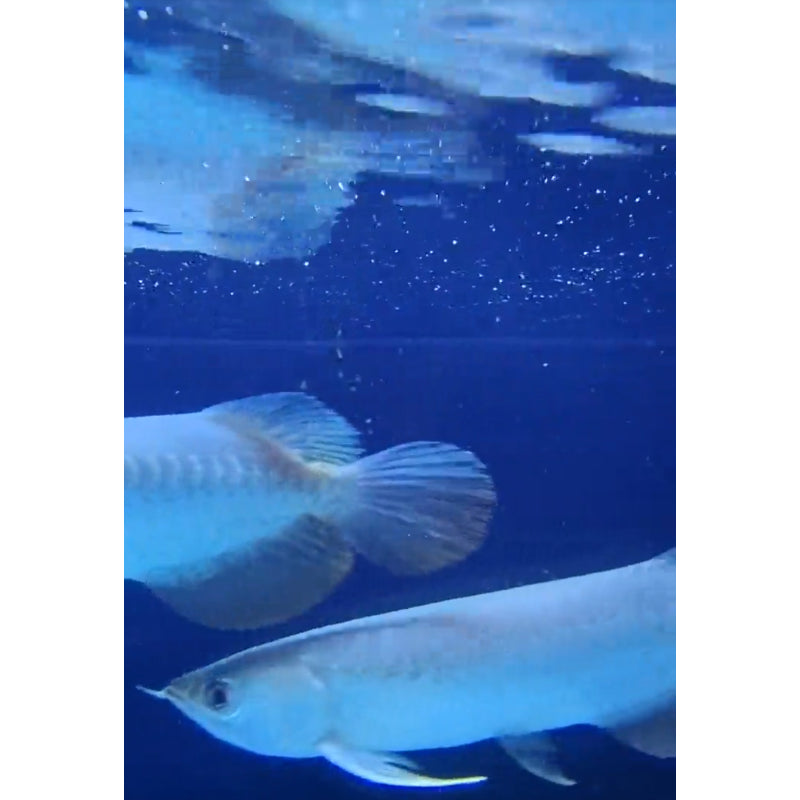 High-Back Arowana