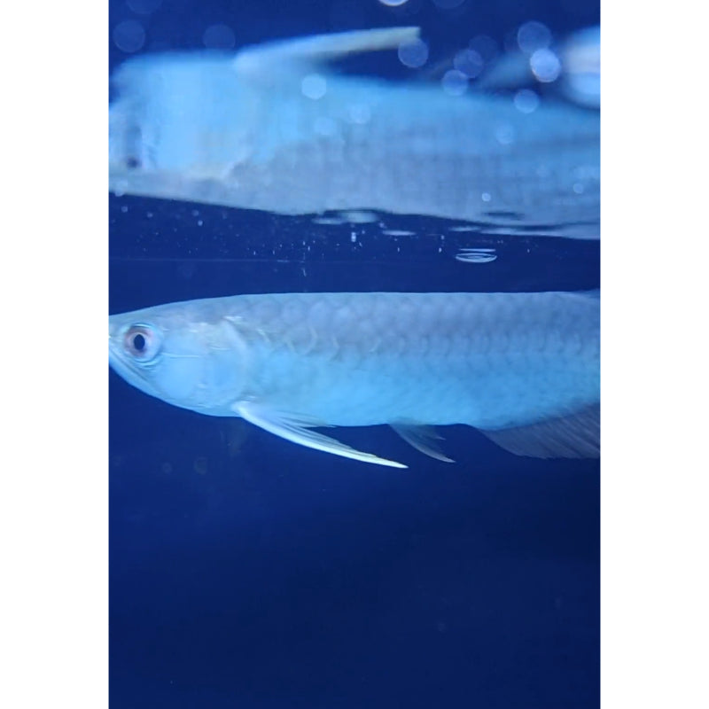 High-Back Arowana