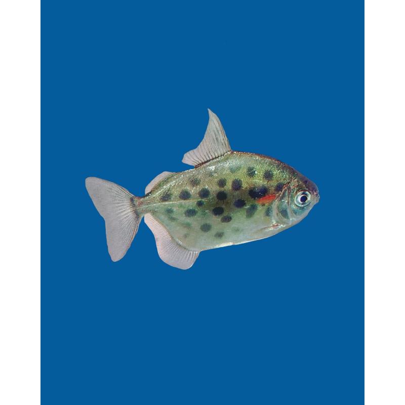 Spotted Silver Dollar
