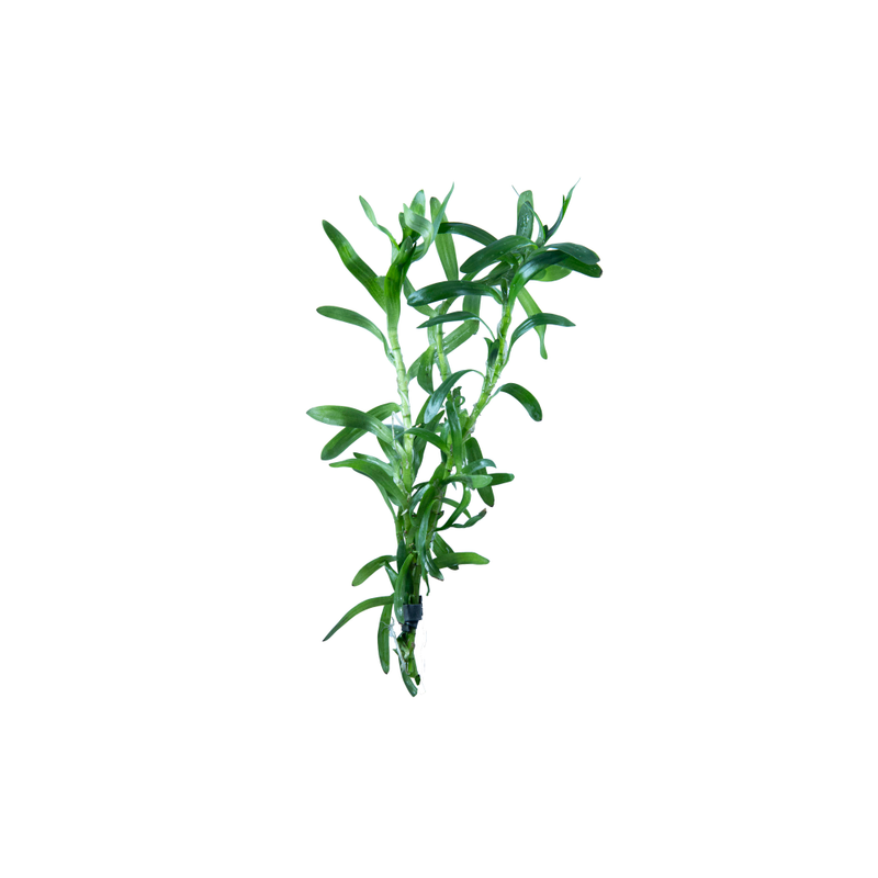 Stargrass - Bunched