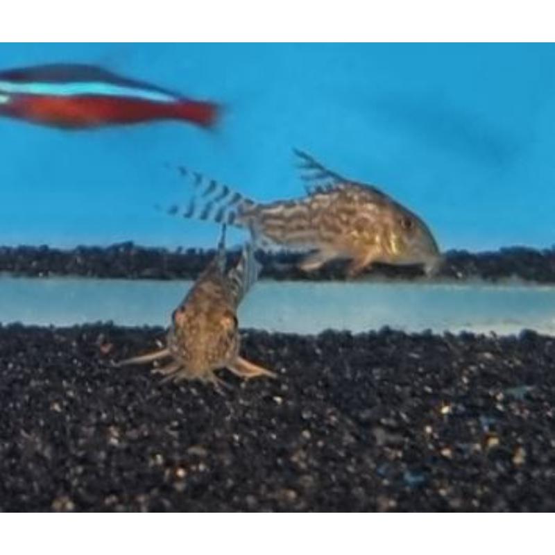 Sterbai Corydoras