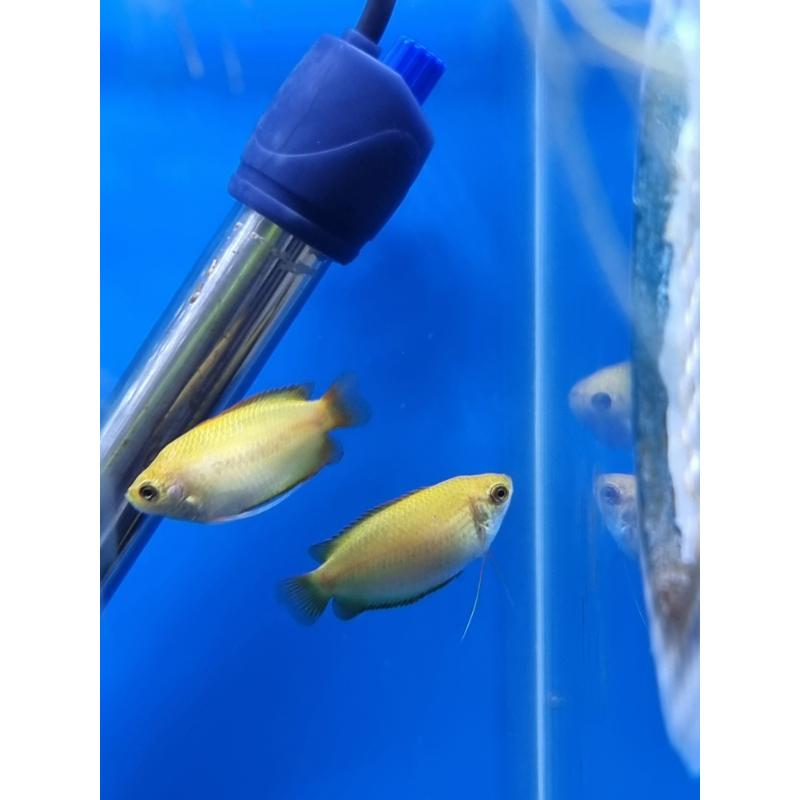 Sunset Dwarf Gourami