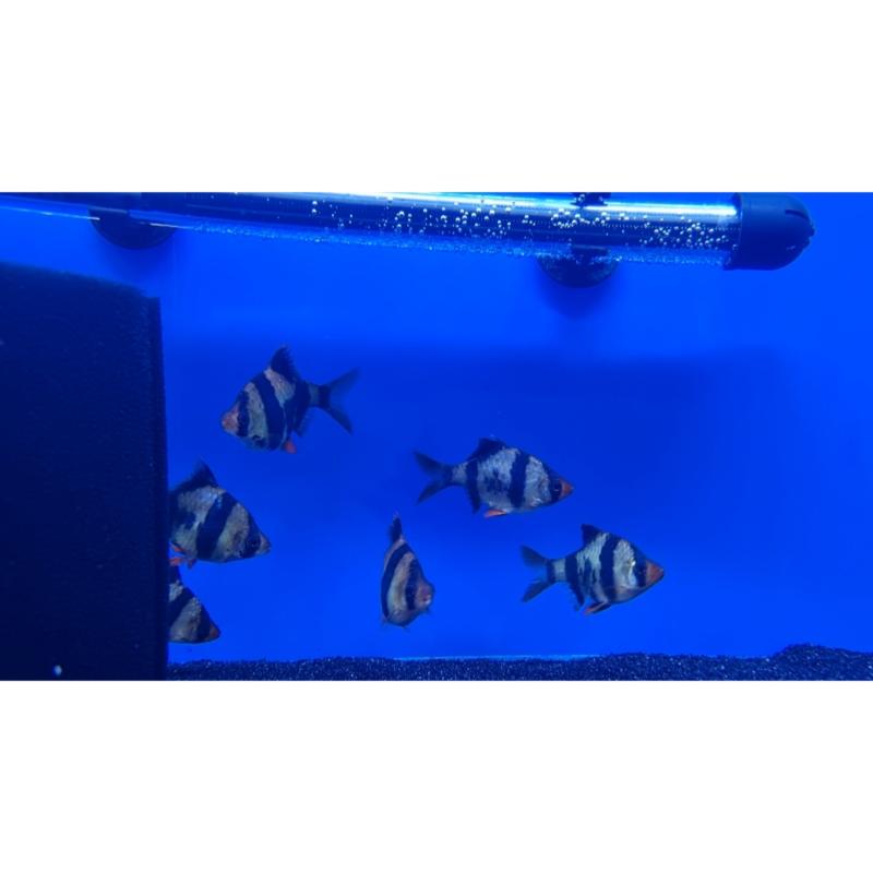 Tiger Barb