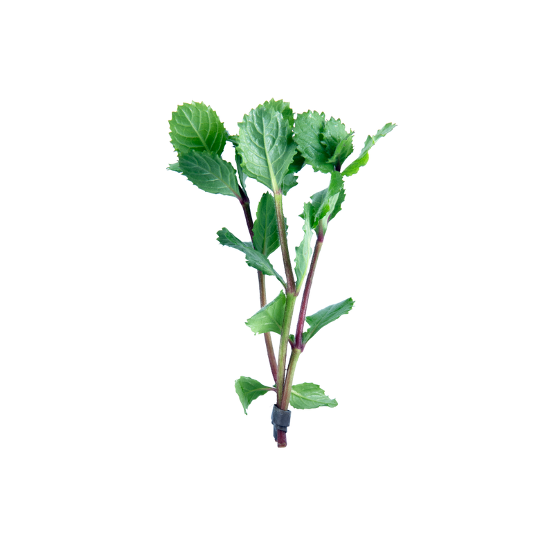 Hygrophila Difformis (Water Wisteria) - Bunched