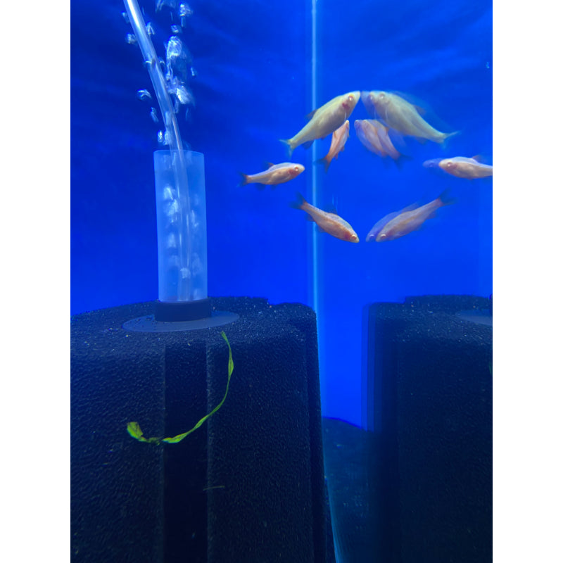 Albino Cherry Barbs