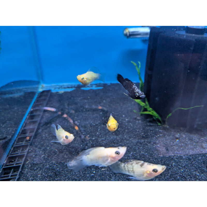 Assorted Balloon Molly