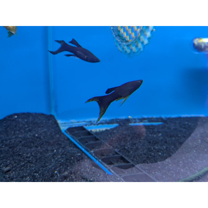 Long Fin Black Lyretail Molly