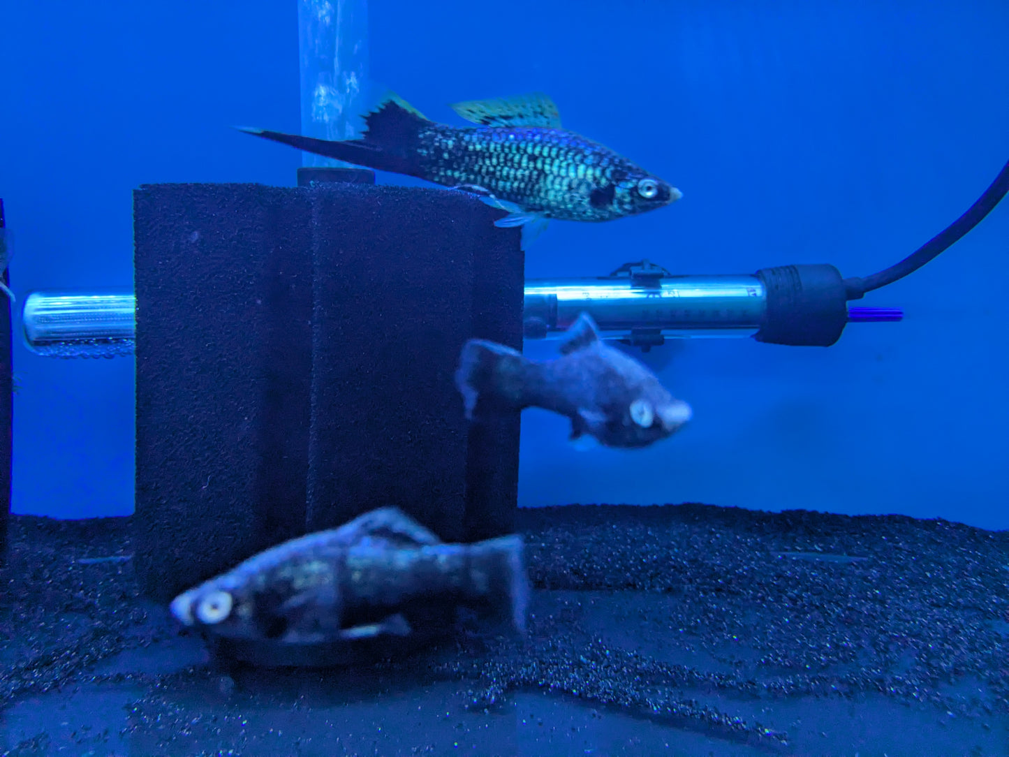 Black Swordtail