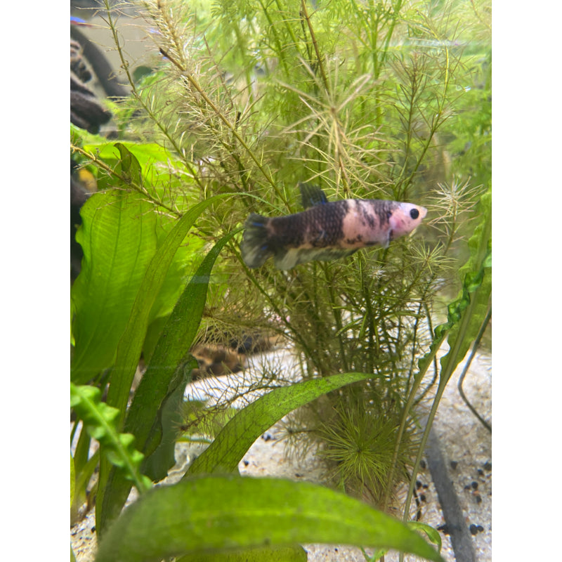 Blue & Yellow Koi (Female)