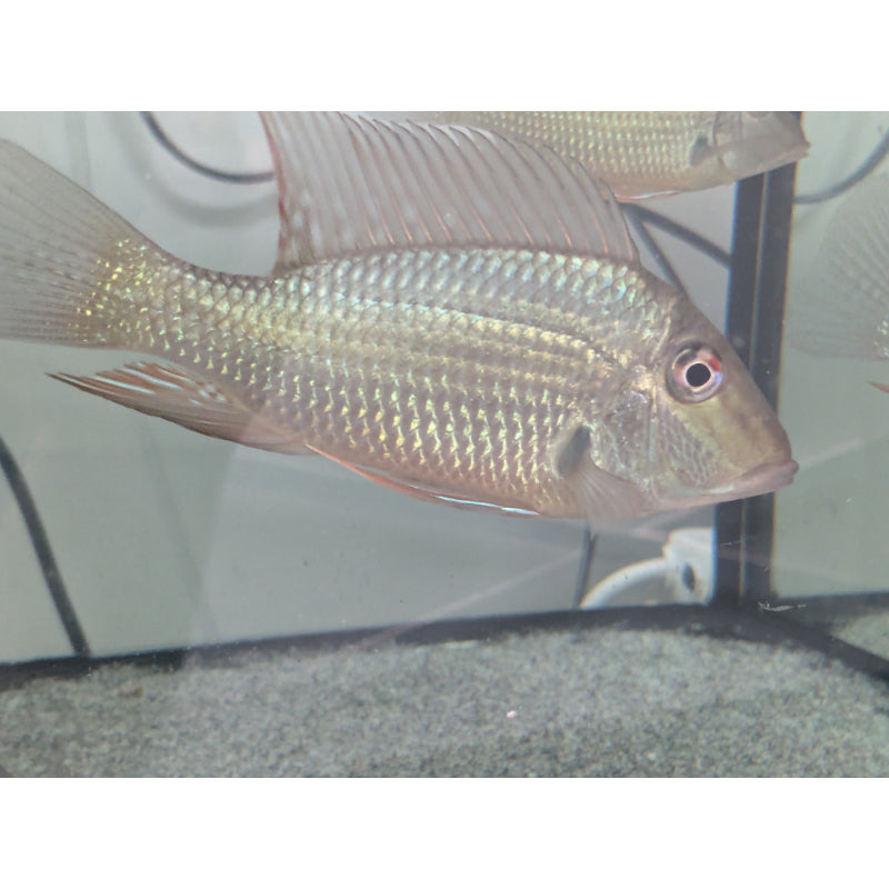 Geophagus Jurupari Cichlid